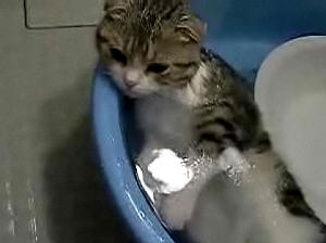 たらいのお風呂に肩まで浸かる猫