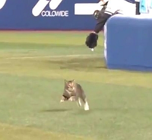 ハマスタ乱入猫
