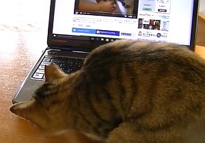 PCから鳴き声が聞こえるので必至に子猫を探す猫