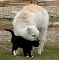 アルパカが好きで食事すら邪魔してしまう猫