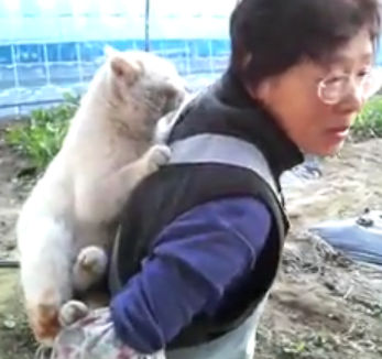 おんぶされるのが好きな猫