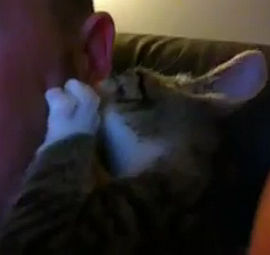 耳たぶしゃぶりが好きな猫