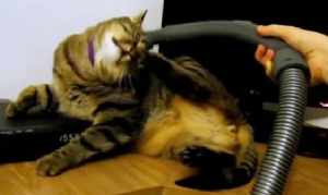 掃除機に吸引されても動じない猫