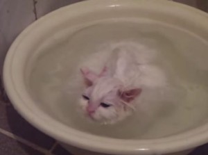 お風呂に全身浸かるのが好きで自ら洗面器に入る猫