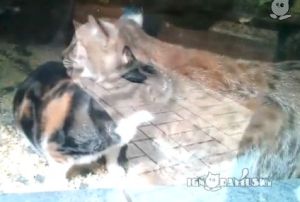 動物園のリンクスに懐いた野良猫