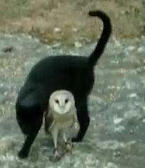 フクロウと仲良しな猫