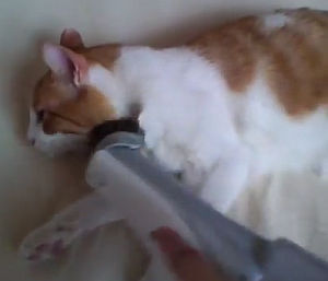 掃除機大好き猫