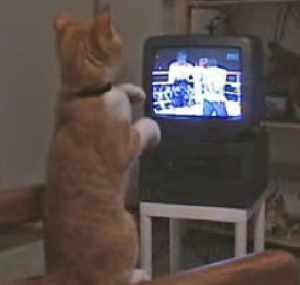 テレビのボクシングを見て猫パンチで真似をする猫