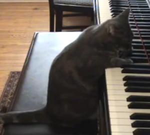 ピアノを弾くNora猫