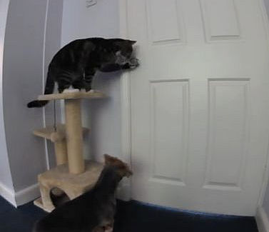 犬の為にドアを開けてあげる猫