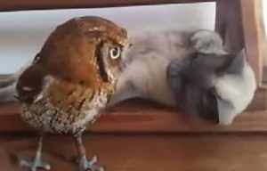 幼ないフクロウを育てて仲良しになった猫