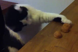 中身当てゲームをする猫