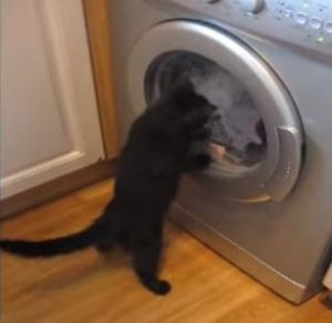 ドラム式洗濯機にじゃれつく猫