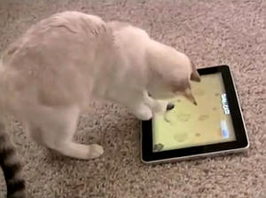 猫用iPadアプリ
