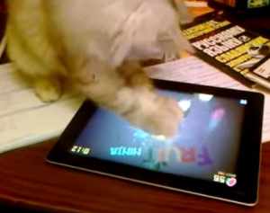 iPadゲームを遊んで128点を出した猫