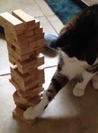 飼い主とジェンガをする猫