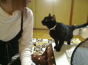 ぐるぐるされて遊ぶ黒猫