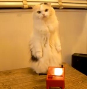 テルミンを演奏するスコティッシュフォールド