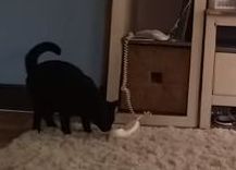 不在時に電話がかかると猫が受話器を外していた