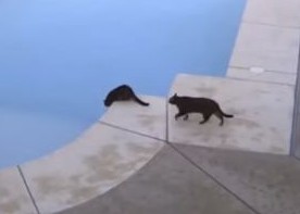 猫が兄弟猫をプールへ落としてしまう