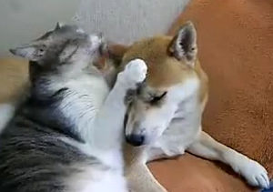 秋田犬と仲良しな猫