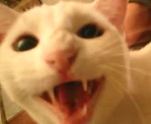 hungryという言葉に超速で反応する猫