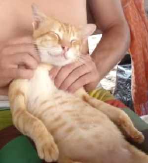 肩揉みされてうっとりしている猫