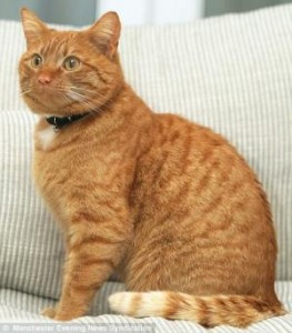 9ヶ月後に蘇生した猫