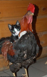 鶏の背に乗る黒猫