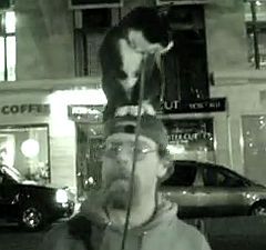 人の頭に乗って散歩する猫