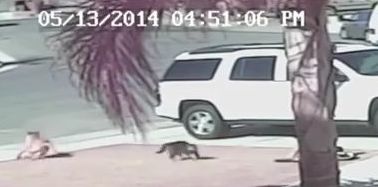 猫が男の子を襲う犬を撃退した