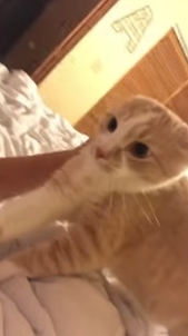 フェイスパックをした飼い主を威嚇する猫