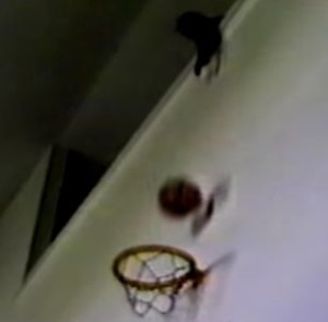 バスケットボールのシュートを決める猫