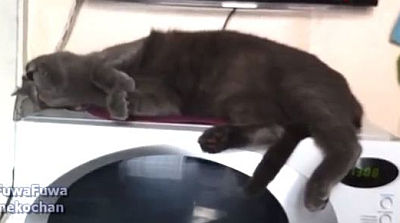 cat-sleeps-on-laundry-machine