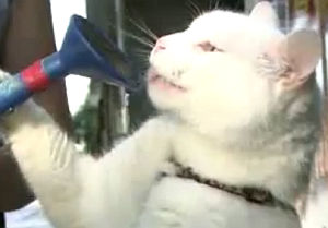 じょうろで立ち飲みする猫