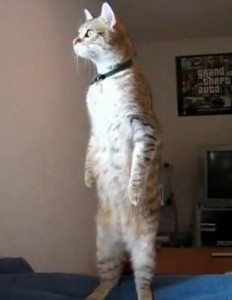 人間のように二本足で立つ猫