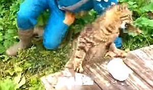 釣った魚を素早く横取りする泥棒猫