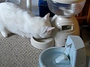 給餌マシンに手を突っ込んで餌を食べる猫