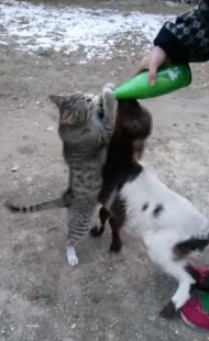 ミルク瓶を奪い合う山羊の子と猫