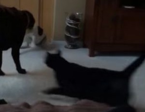 猫が犬の喧嘩をたったひと吠えで仲裁