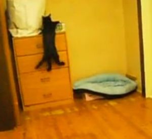 目覚まし時計を止める猫