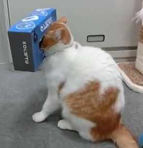 箱が頭にハマった猫を他の猫が助ける