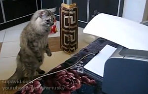 プリンターに驚いて2本足で立つ猫