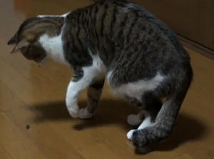 カメムシが臭くて驚く猫