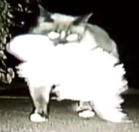 3年隣人宅に盗みに入ってた猫