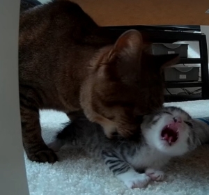 先住猫は子猫を噛みついて躾ける