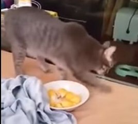 臭いのせいでドリアンに砂をかけようとする猫
