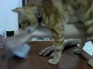 飼い主に箱を開けさせたい猫