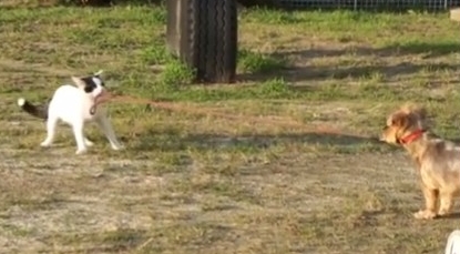 犬をリードで散歩させる猫