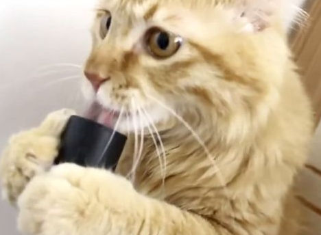 掃除機の吸引風を食べようとする猫
